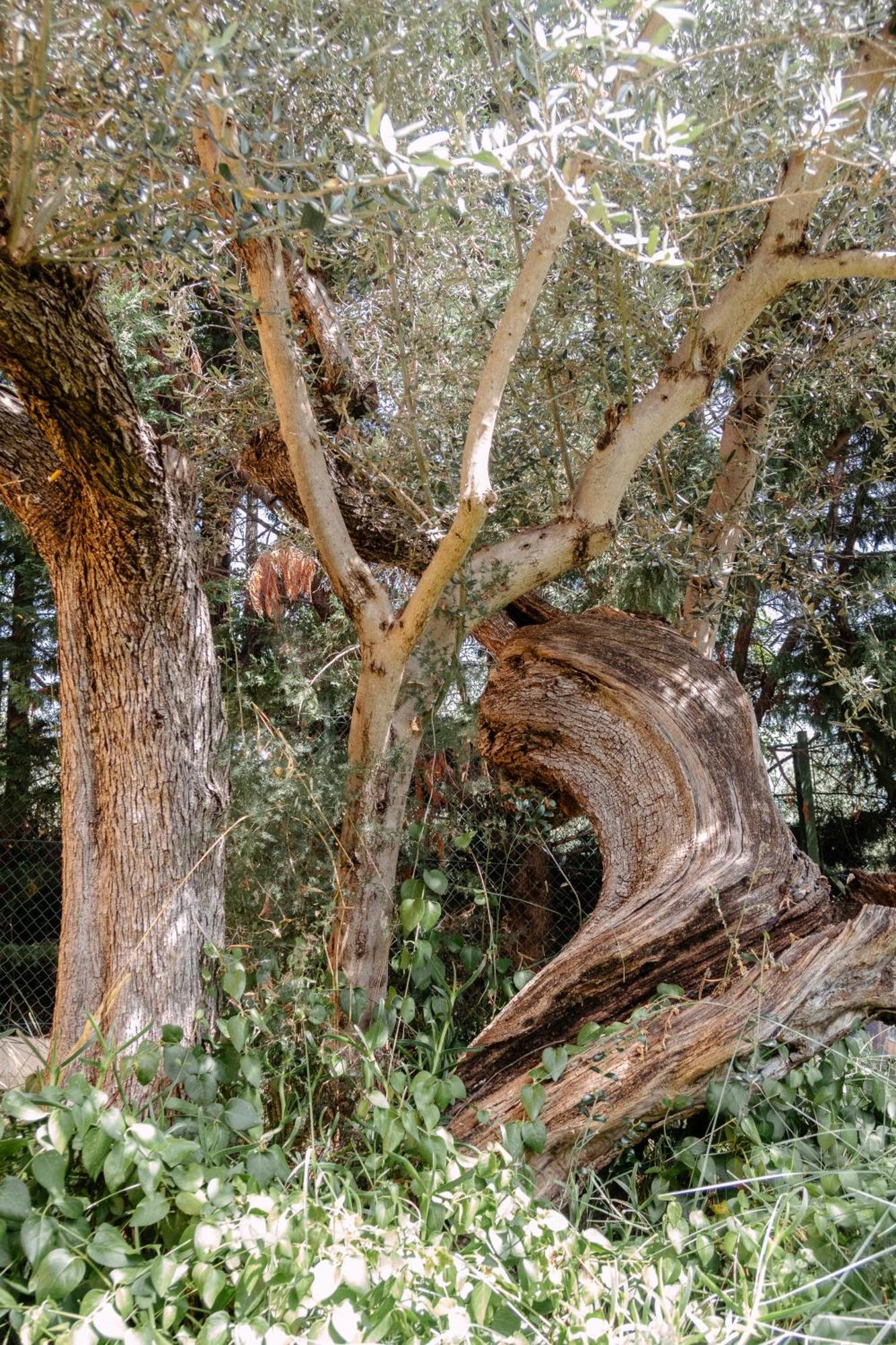 Casa Lunaria Moscufo Εξωτερικό φωτογραφία